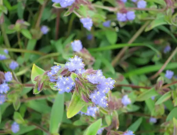 Cyanotis Arachnoidea Extract