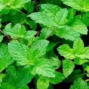 Spearmint-oil