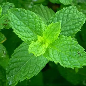Spearmint-oil