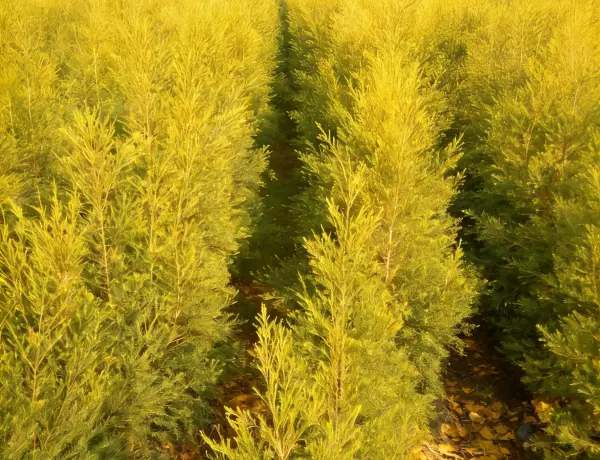 Tea Tree