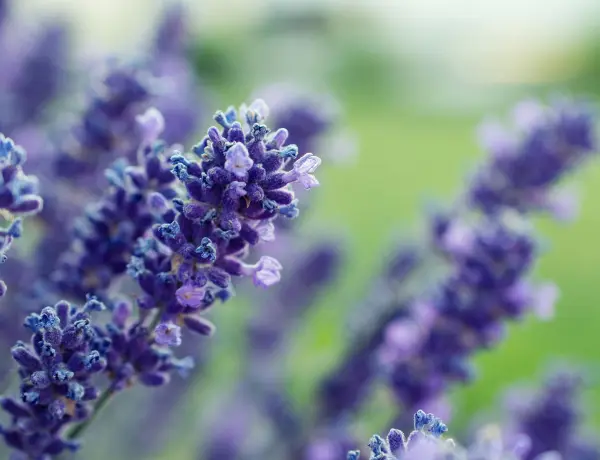 6 Benefits Of A Bath With Lavender Essential Oil 2
