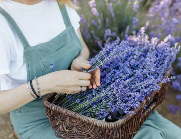 How Much Lavender Oil Is Toxic To Cats 2