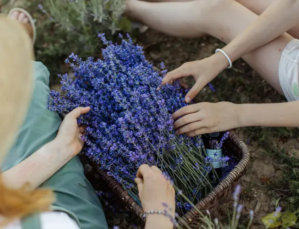 How Much Lavender Oil Is Toxic To Cats 3