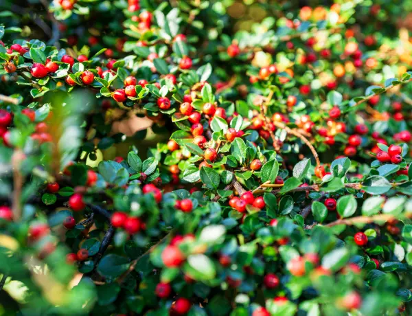 How To Use Wintergreen Oil For Pain Relief 3