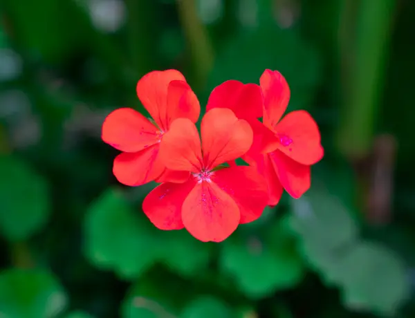 Is Geranium Oil Safe For Pregnancy 3