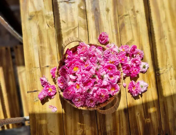 Does Rose Oil Help With Memory 3