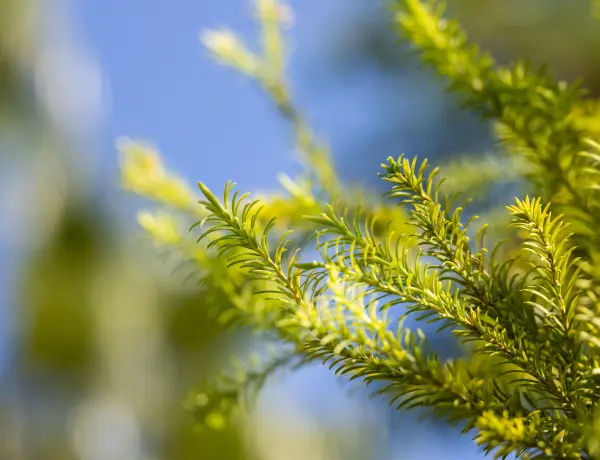 Does Tea Tree Oil Help With Seborrheic Dermatitis 1