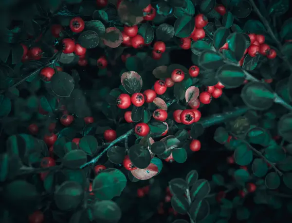Is Wintergreen Oil Safe During Pregnancy 3