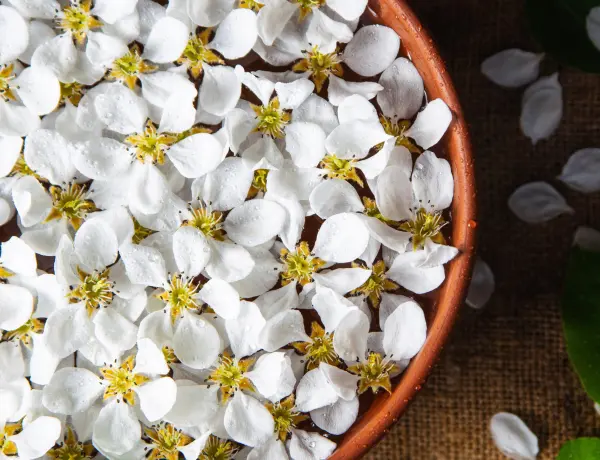 Jasmine Oil VS Almond oil For Hair 2
