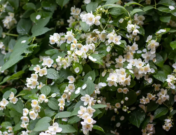 Jasmine Oil VS Almond oil For Hair 3