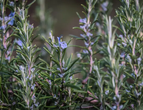 Lavender Oil VS. Rosemary Oil For Hair Growth 2