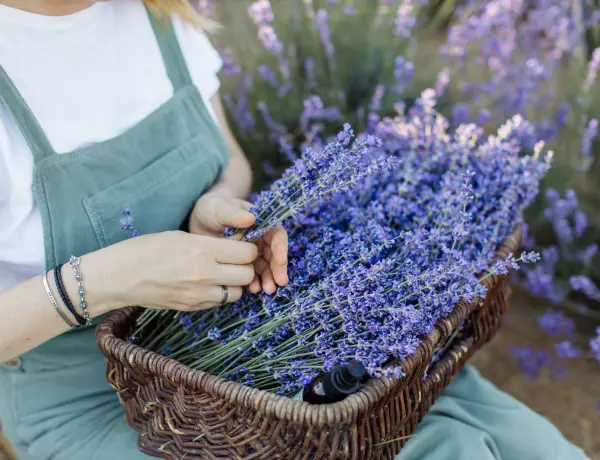 Lavender Oil VS. Rosemary Oil For Hair Growth 3