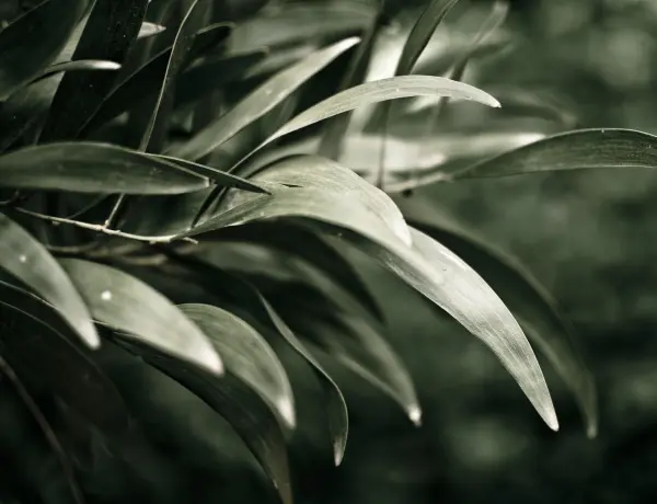 Why Does Tea Tree Oil Help Dandruff 3