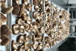 Freeze-Dried-Shiitake-Mushrooms-11
