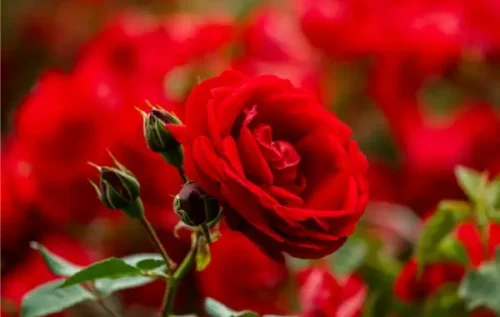 ROSE-CRIMSON-GLORY-ABSOLUTE_副本 ROSE-CRIMSON-GLORY-ABSOLUTE_副本