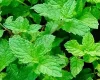 Spearmint-oil