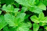 Spearmint-oil