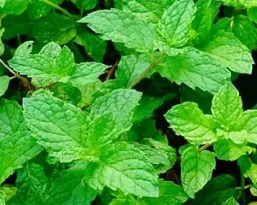 Spearmint-oil