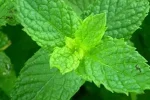 Spearmint-oil