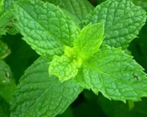 Spearmint-oil
