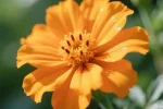 Marigold Extract3