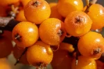 Sea Buckthorn Fruit