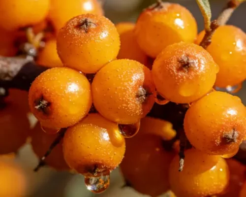 Sea Buckthorn Fruit