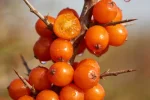 Sea Buckthorn Fruit 2