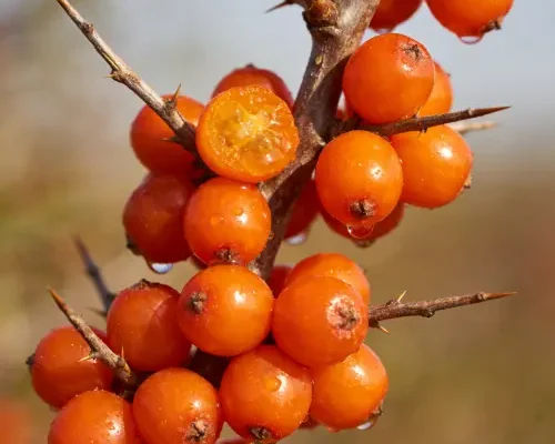 Sea Buckthorn Fruit 2