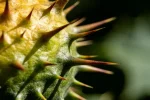 Tribulus Terrestris Fruit3