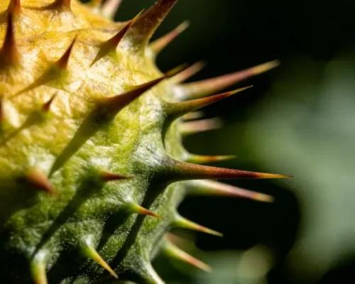 Tribulus Terrestris Fruit3