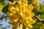 Sophora japonica3