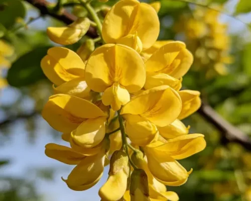 Sophora japonica3