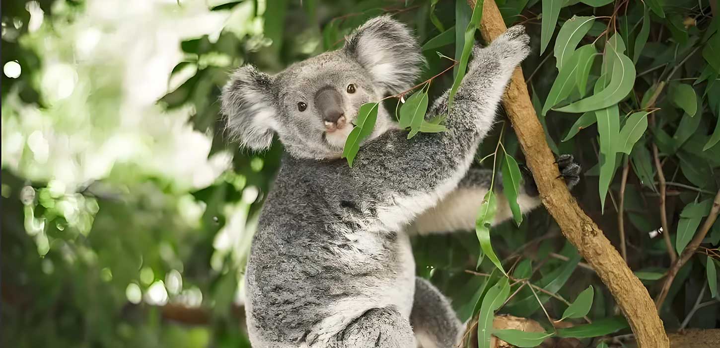 Eucalyptus Globulus: The Guardian of the Respiratory Tract, Breathing Free 2024