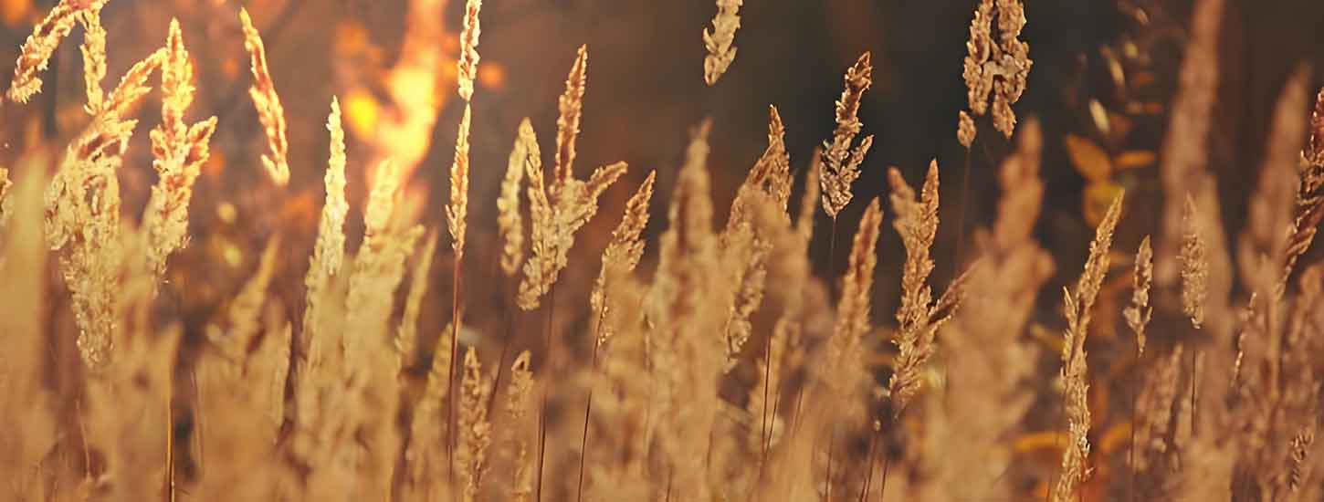 The Power of Natural Oils: Nourishing and Revitalizing Your Skin