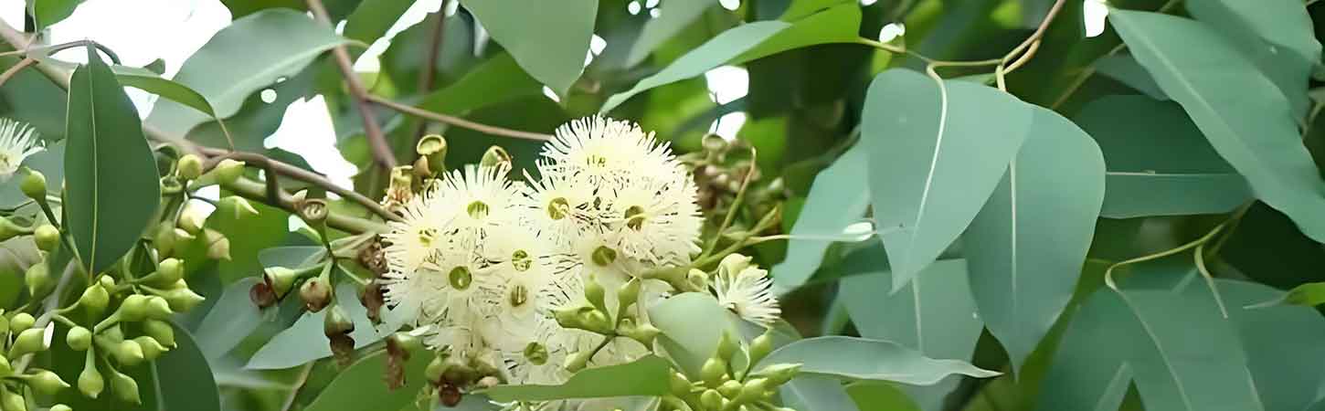 Eucalyptus Globulus: The Guardian of the Respiratory Tract, Breathing Free 2024