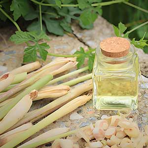 Children's Use of Essential Oils: Safety Points and Warm Guideline